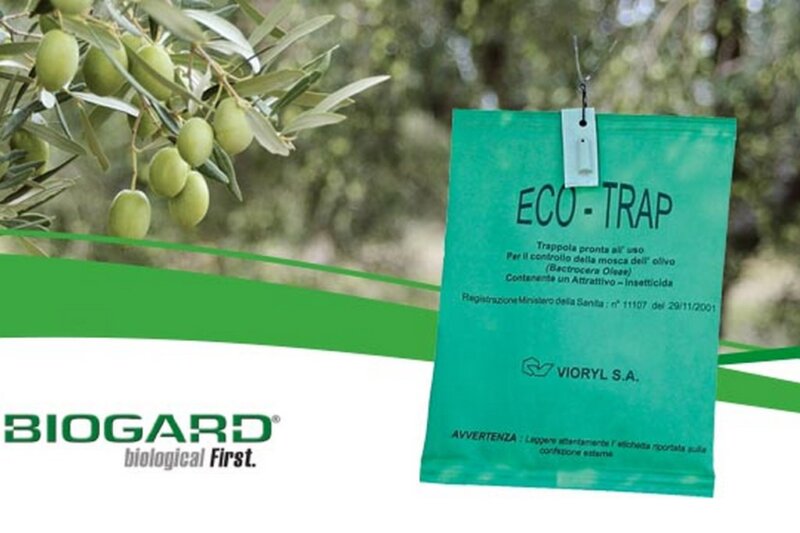 Ecotrap-olivo-2-1