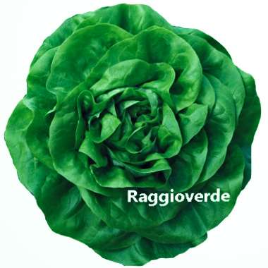 Lettuce-butterhead-Raggioverde-380×380
