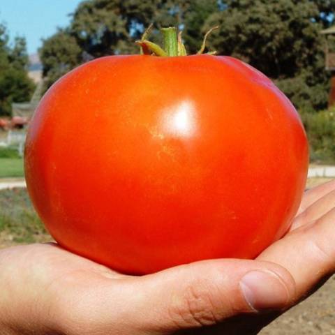 Tomato-Tyking-480-x-480