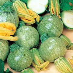 courgette-toscana-seeds