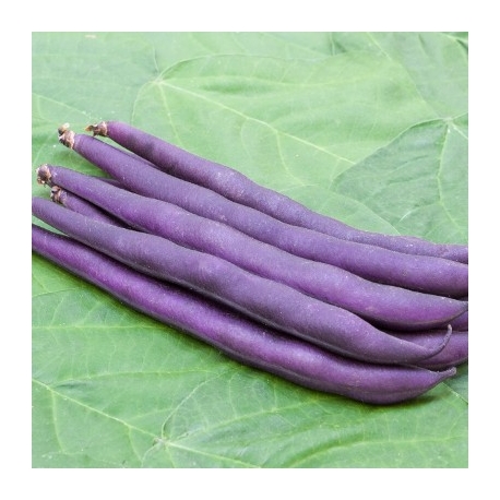 -fagiolo-nano-purple-tepee-sativa-bo58