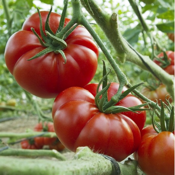 tomato-Marmande2-2